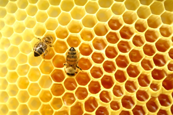 Beneficios de la cera de abeja para la piel