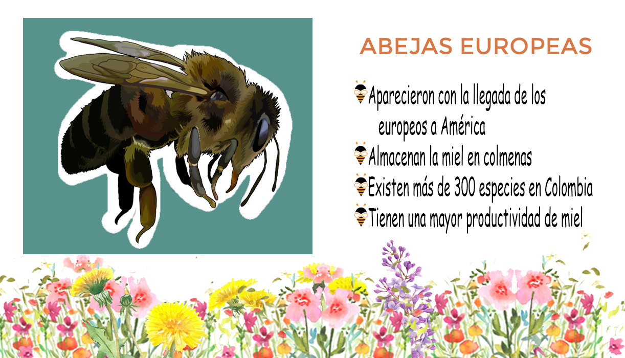 Conozcamos un poco a nuestras amigas abejas - Abejas europeas
