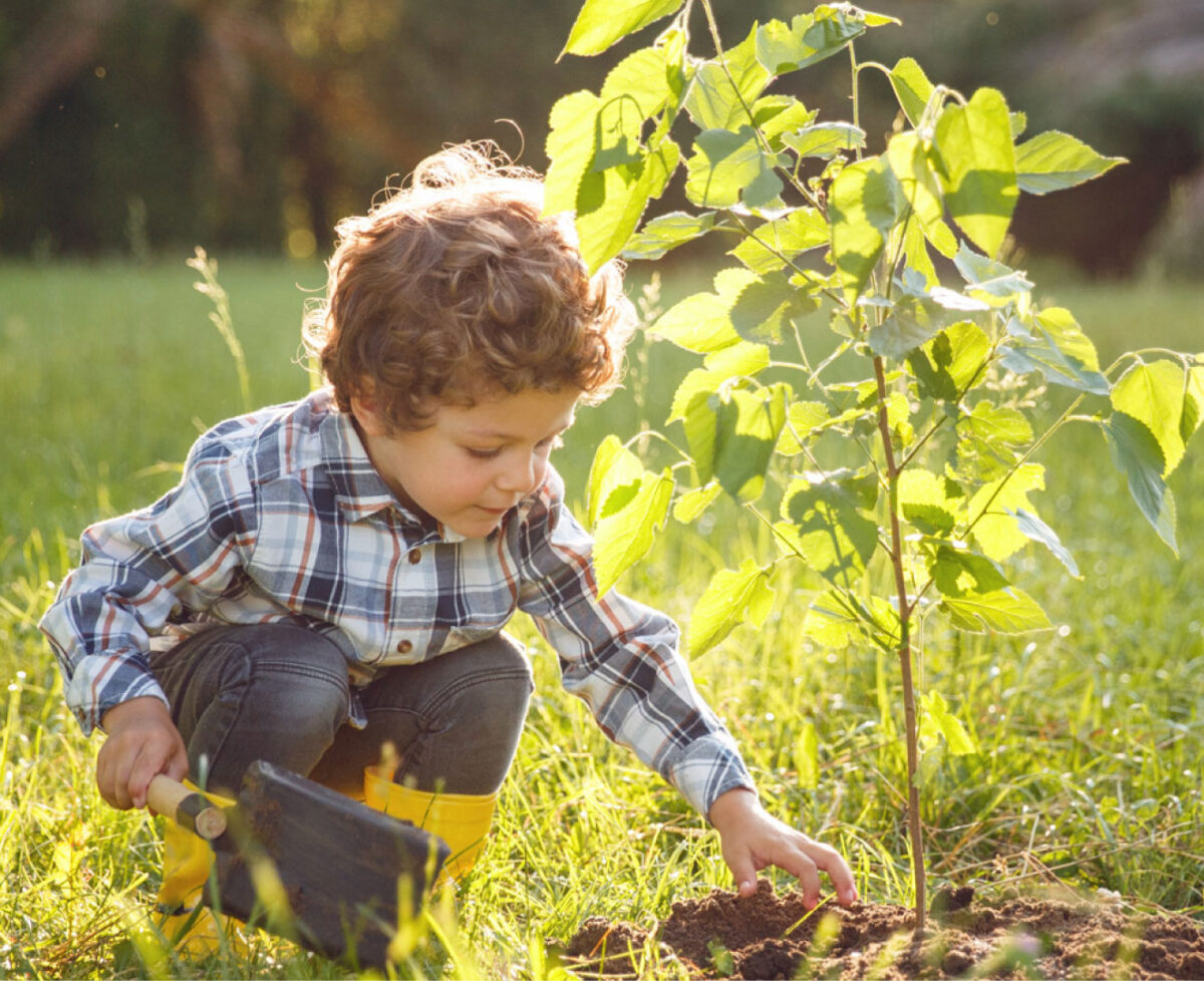 ¿Cómo sembrar un árbol? | Guía paso a paso