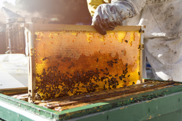 cómo nace la apicultura