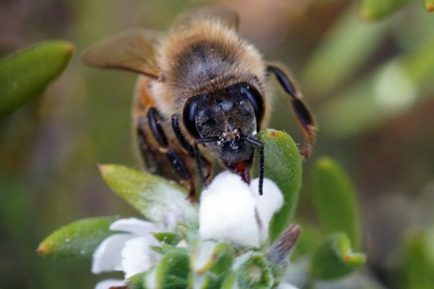 Las abejas y la conservación de los bosques