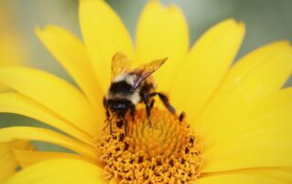 Abejas y Árboles Cuidando el Planeta